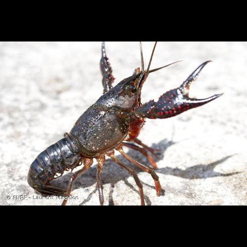 <i>Procambarus clarkii</i> (Girard, 1852) &copy; FNPF - Laurent Madelon