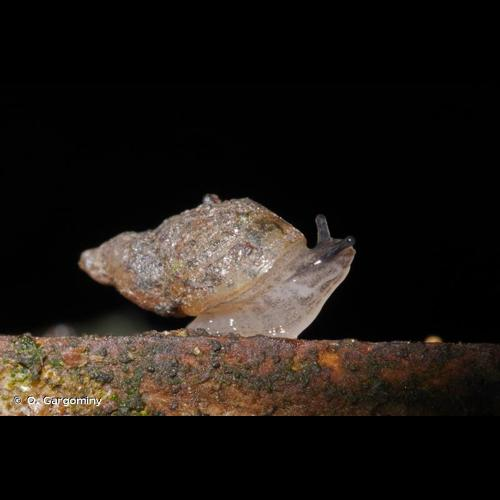 <i>Succinella oblonga</i> (Draparnaud, 1801) &copy; O. Gargominy