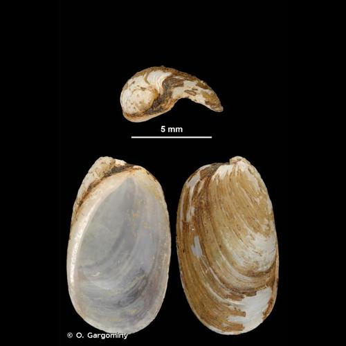 <i>Testacella maugei</i> A. Férussac, 1819 &copy; O. Gargominy