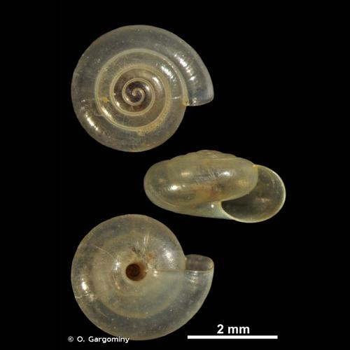 <i>Vitrea crystallina</i> (O.F. Müller, 1774) &copy; O. Gargominy