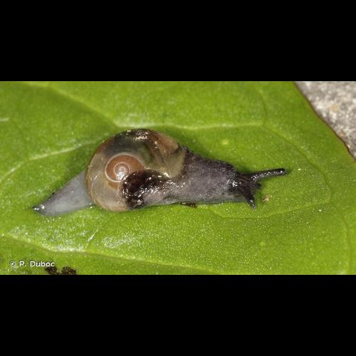 <i>Phenacolimax major</i> (A. Férussac, 1807) &copy; P. Duboc