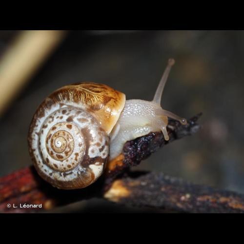 <i>Monacha cartusiana</i> (O.F. Müller, 1774) &copy; L. Léonard