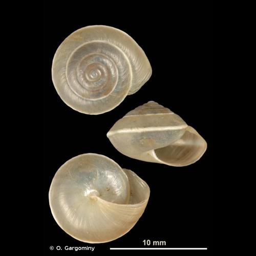 <i>Hygromia cinctella</i> (Draparnaud, 1801) &copy; O. Gargominy