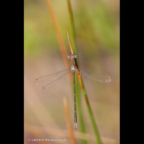 <i>Lestes virens virens</i> (Charpentier, 1825) &copy; Laurent Rouschmeyer