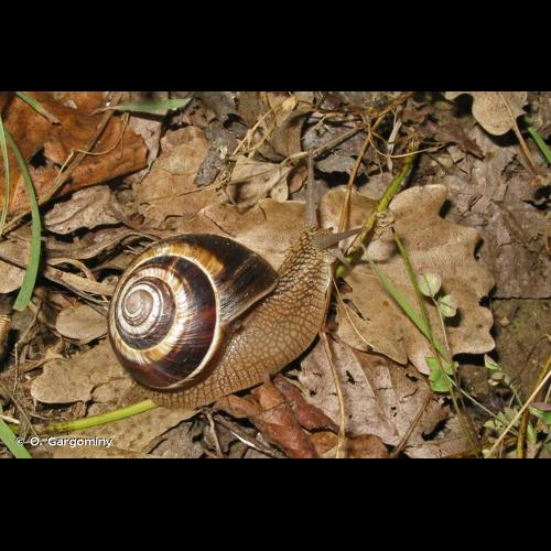 <i>Helix lucorum</i> Linnaeus, 1758 &copy; O. Gargominy