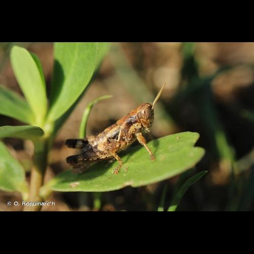 <i>Pezotettix giornae</i> (Rossi, 1794) &copy; O. Roquinarc'h