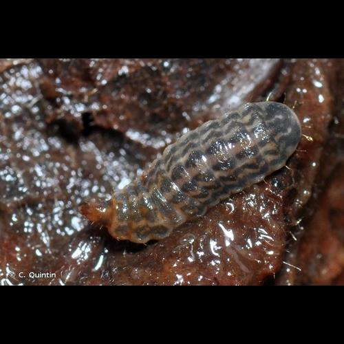 <i>Hermetia illucens</i> (Linnaeus, 1758) &copy; C. Quintin