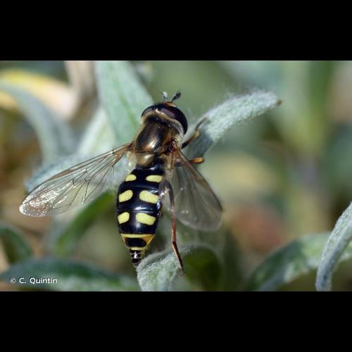 <i>Eupeodes corollae</i> (Fabricius, 1794) &copy; C. Quintin