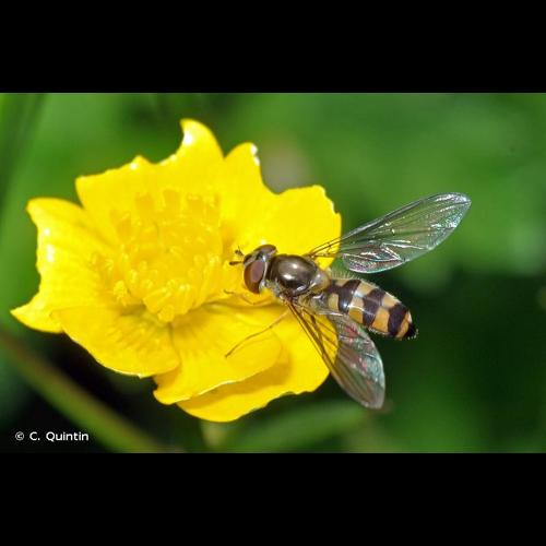 <i>Meliscaeva auricollis</i> (Meigen, 1822) &copy; C. Quintin