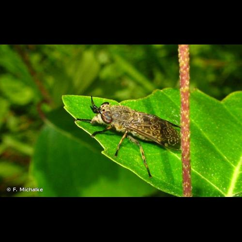 <i>Haematopota pluvialis</i> (Linnaeus, 1758) &copy; F. Michalke