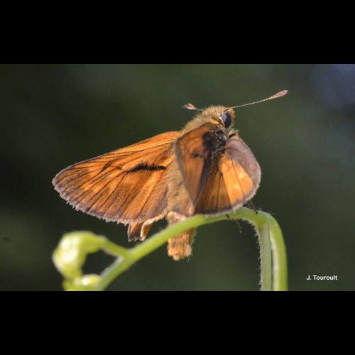 <i>Ochlodes sylvanus</i> (Esper, 1777) &copy; J. Touroult
