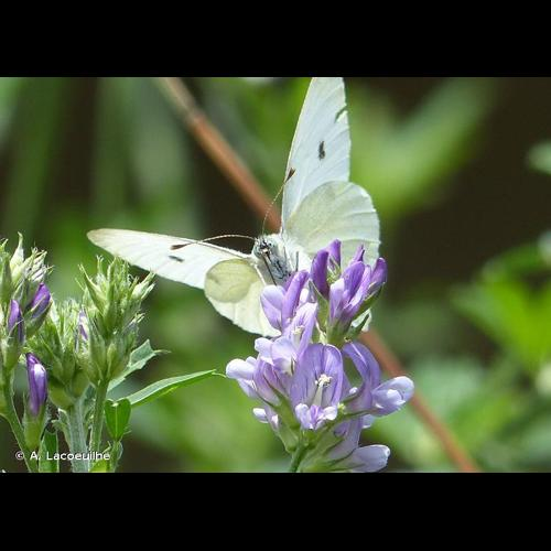 <i>Pieris rapae</i> (Linnaeus, 1758) &copy; A. Lacoeuilhe