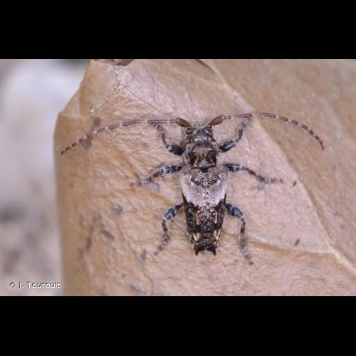 <i>Pogonocherus hispidus</i> (Linnaeus, 1758) &copy; J. Touroult