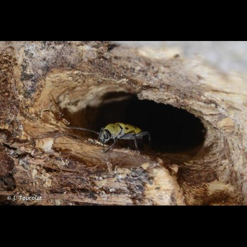<i>Chlorophorus glabromaculatus</i> (Goeze, 1777) &copy; J. Touroult