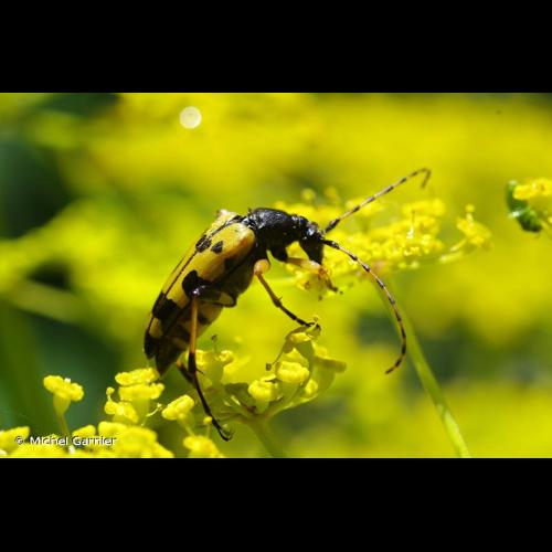 <i>Rutpela maculata</i> (Poda, 1761) &copy; Michel Garnier