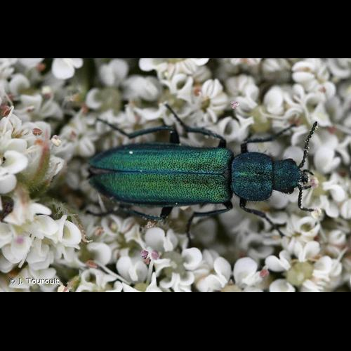 <i>Psilothrix viridicoerulea</i> (Geoffroy, 1785) &copy; J. Touroult