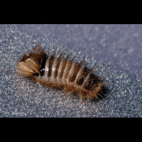 <i>Anthrenus verbasci</i> (Linnaeus, 1767) &copy; C. Quintin