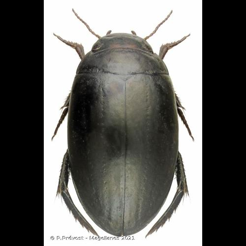 <i>Ilybius chalconatus</i> (Panzer, 1797) &copy; P.Prévost - Magellanes 2021