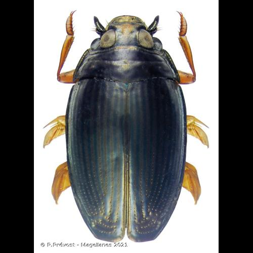 <i>Gyrinus urinator</i> Illiger, 1807 &copy; P.Prévost - Magellanes 2021