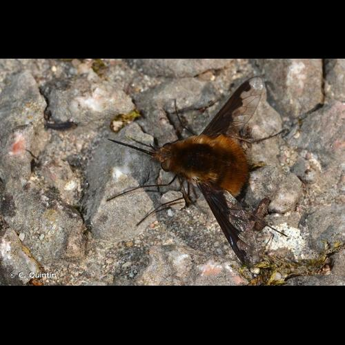 <i>Bombylius major</i> Linnaeus, 1758 &copy; C. Quintin