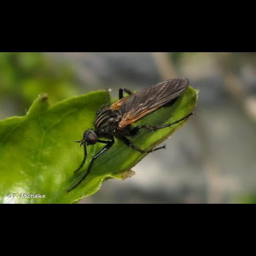 <i>Empis tessellata</i> Fabricius, 1794 &copy; F. Michalke