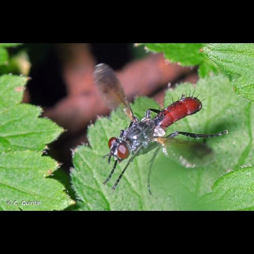 <i>Cylindromyia bicolor</i> (Olivier, 1811) &copy; C. Quintin