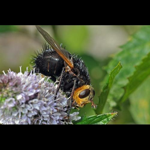 <i>Tachina grossa</i> (Linnaeus, 1758) &copy; C. Quintin