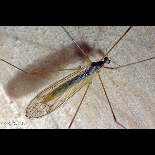 <i>Dicranomyia chorea</i> (Meigen, 1818) &copy; C. Quintin