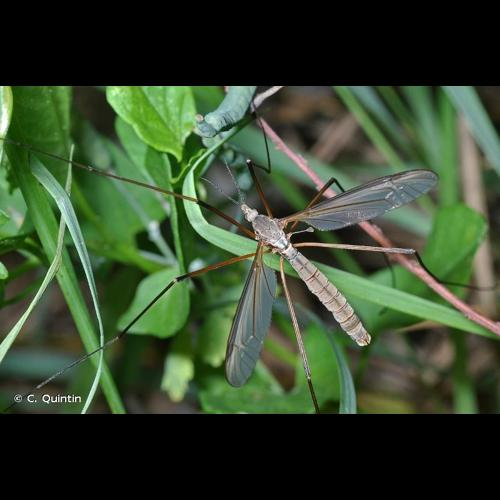 <i>Tipula paludosa</i> Meigen, 1830 &copy; C. Quintin