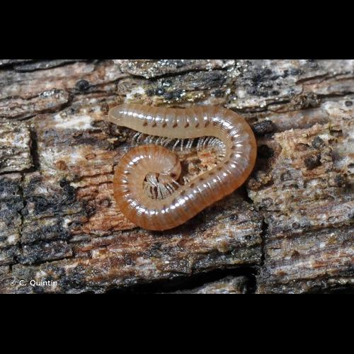 <i>Cylindroiulus punctatus</i> (Leach, 1816) &copy; C. Quintin