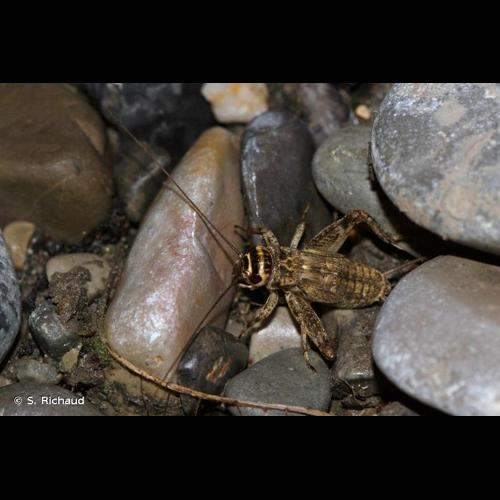 <i>Eumodicogryllus bordigalensis</i> (Latreille, 1804) &copy; S. Richaud