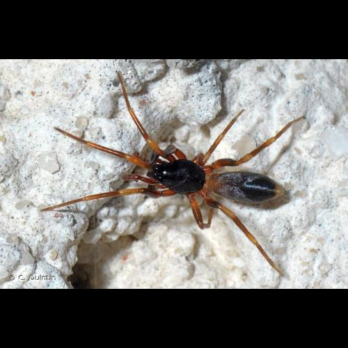 <i>Harpactea hombergi</i> (Scopoli, 1763) &copy; C. Quintin