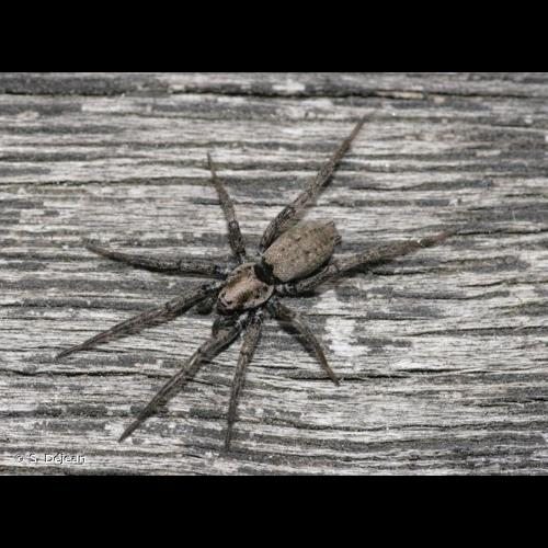 <i>Nomisia exornata</i> (C.L. Koch, 1839) &copy; S. Déjean