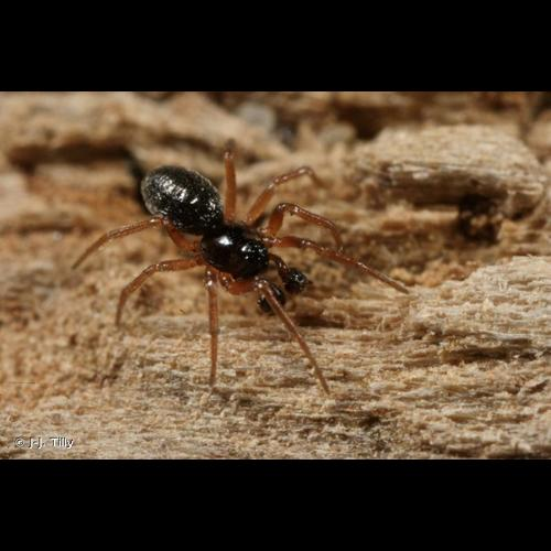 <i>Styloctetor romanus</i> (O. Pickard-Cambridge, 1873) &copy; J-J. Tilly