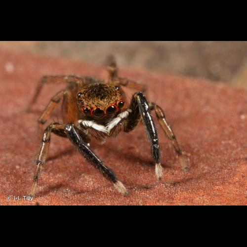 <i>Euophrys frontalis</i> (Walckenaer, 1802) &copy; J-J. Tilly