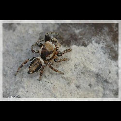 <i>Evarcha falcata</i> (Clerck, 1758) &copy; S. Déjean