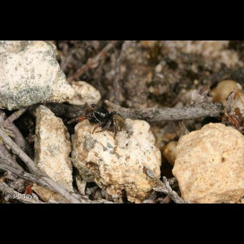 <i>Pellenes brevis</i> (Simon, 1868) &copy; J-J. Tilly