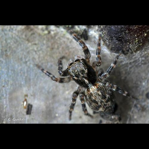 <i>Pseudeuophrys erratica</i> (Walckenaer, 1826) &copy; C. Quintin