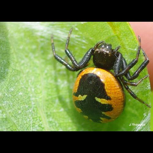 <i>Synema globosum</i> (Fabricius, 1775) &copy; J. Thévenot