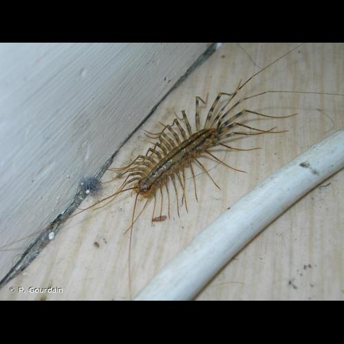 <i>Scutigera coleoptrata</i> (Linnaeus, 1758) &copy; P. Gourdain