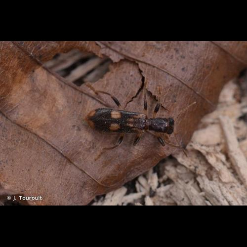 <i>Opilo mollis</i> (Linnaeus, 1758) &copy; J. Touroult