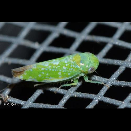 <i>Opsius stactogalus</i> Fieber, 1866 &copy; C. Quintin