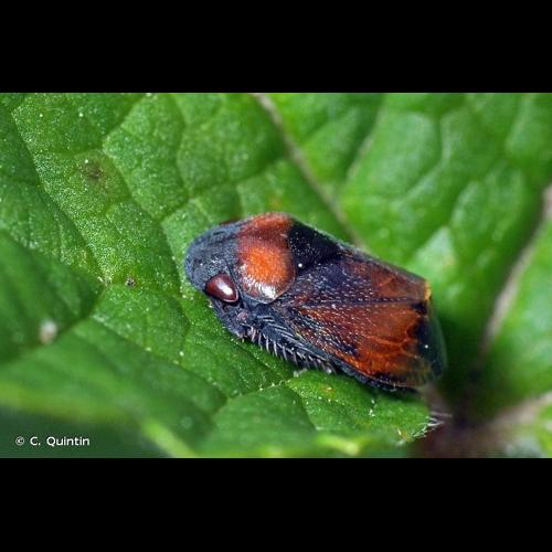 <i>Penthimia nigra</i> (Goeze, 1778) &copy; C. Quintin