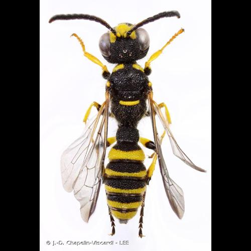 <i>Cerceris quadricincta</i> (Panzer, 1799) &copy; J.-D. Chapelin-Viscardi - LEE