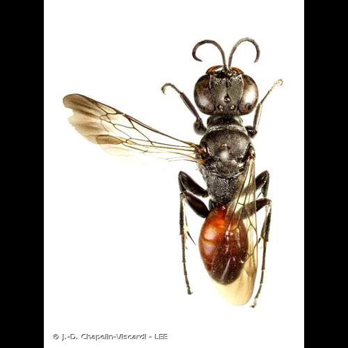 <i>Miscophus bicolor</i> Jurine, 1807 &copy; J.-D. Chapelin-Viscardi - LEE