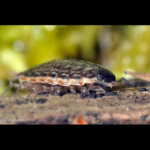 <i>Philoscia muscorum</i> (Scopoli, 1763) &copy; C. Quintin