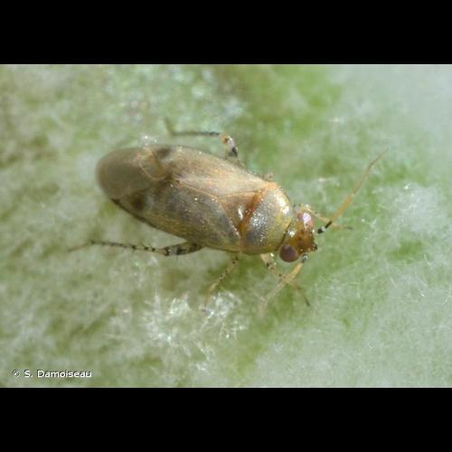 <i>Campylomma verbasci</i> (Meyer-Dür, 1843) &copy; S. Damoiseau