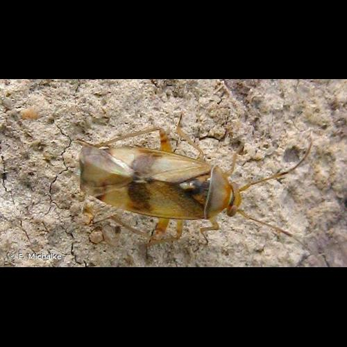 <i>Pinalitus cervinus</i> (Herrich-Schäffer, 1841) &copy; F. Michalke