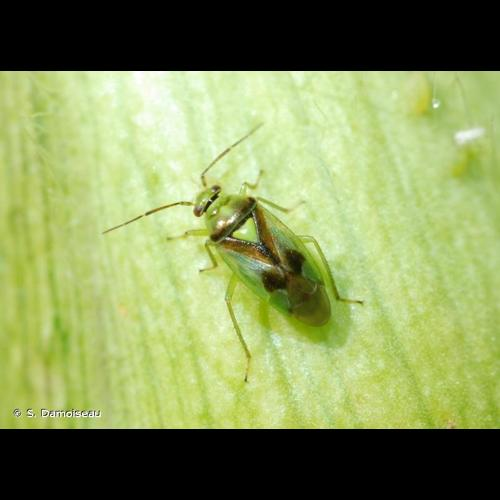 <i>Orthops campestris</i> (Linnaeus, 1758) &copy; S. Damoiseau