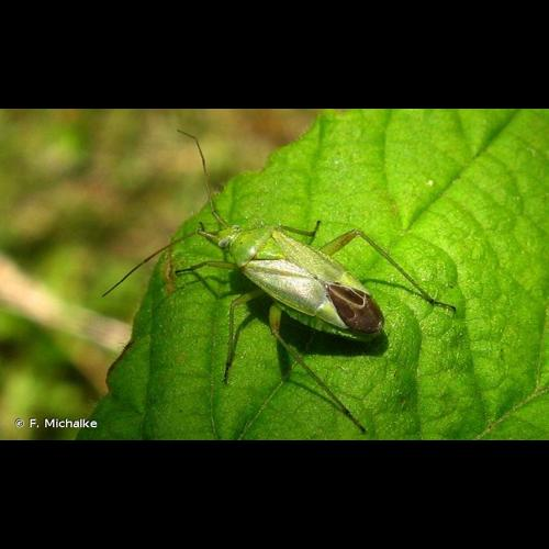 <i>Closterotomus norwegicus</i> (Gmelin, 1790) &copy; F. Michalke